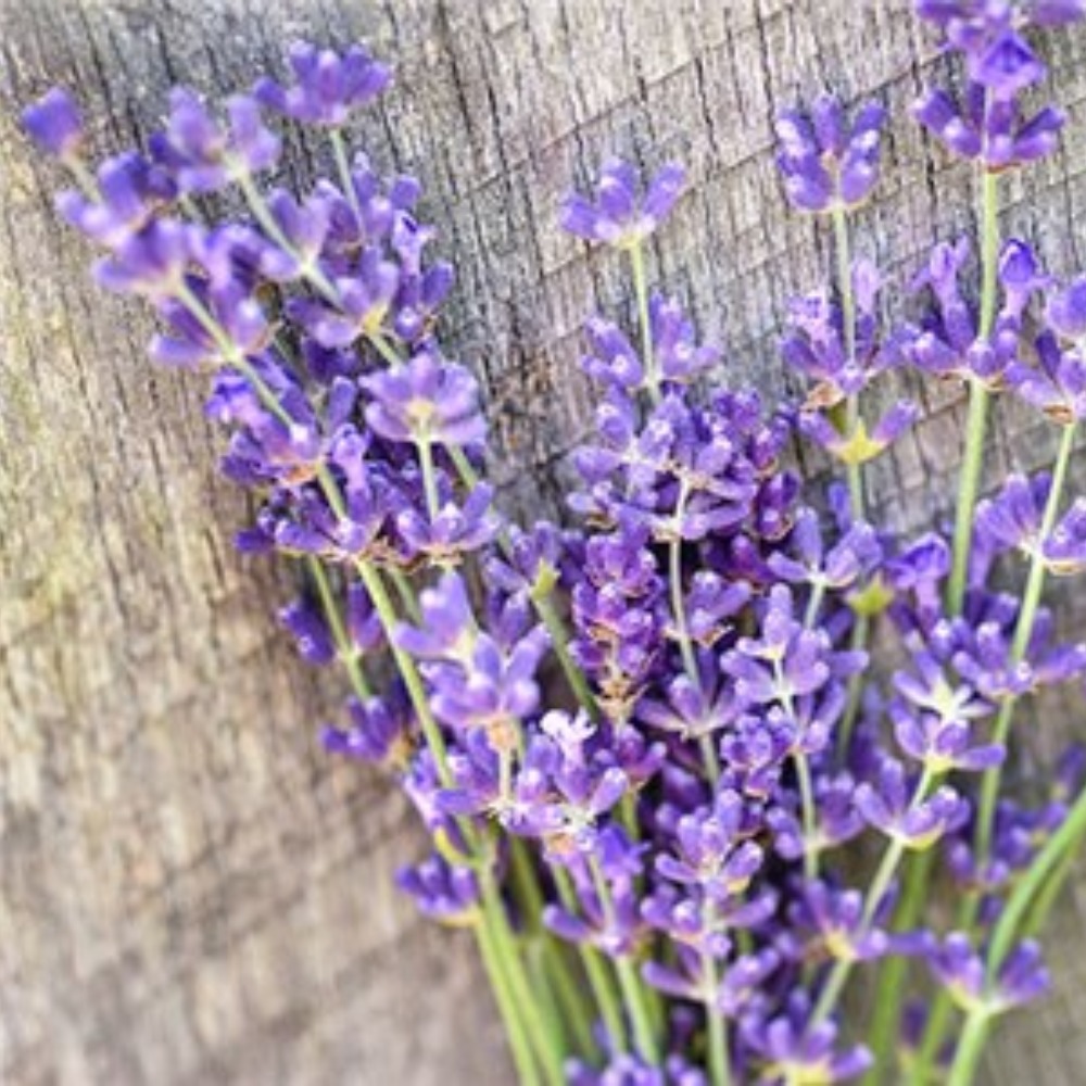 Meet your Posher, lavender 5